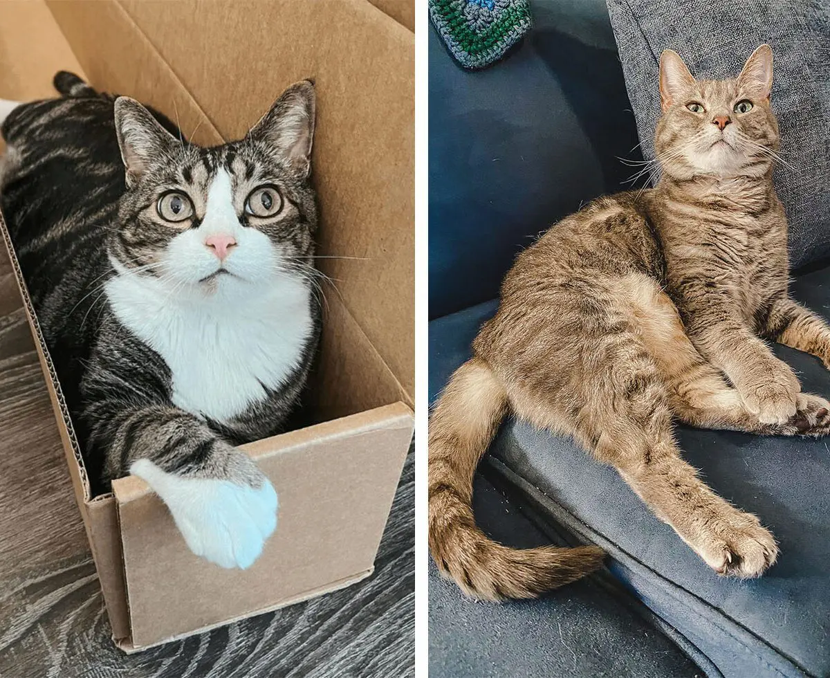 Polydactyl cats are unique little felines, with extra toes that friends and family always find intriguing. Here, I'm going to be sharing some common frequently asked questions about polydactyl cats, along with some interesting trivia you can share with your cat lover friends!