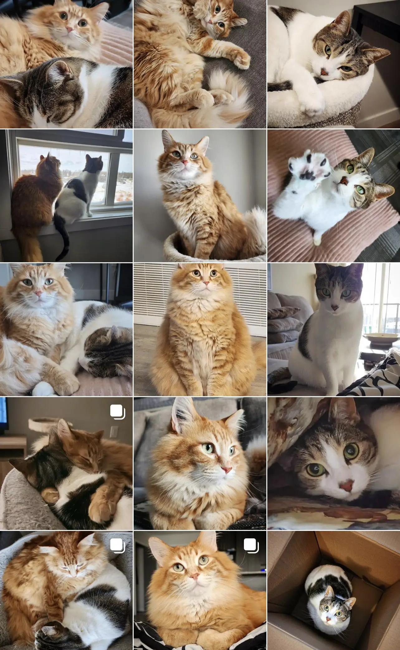 Gus & Walter - IG Cats - Cats & Coffee Gus & Walter - IG Cats