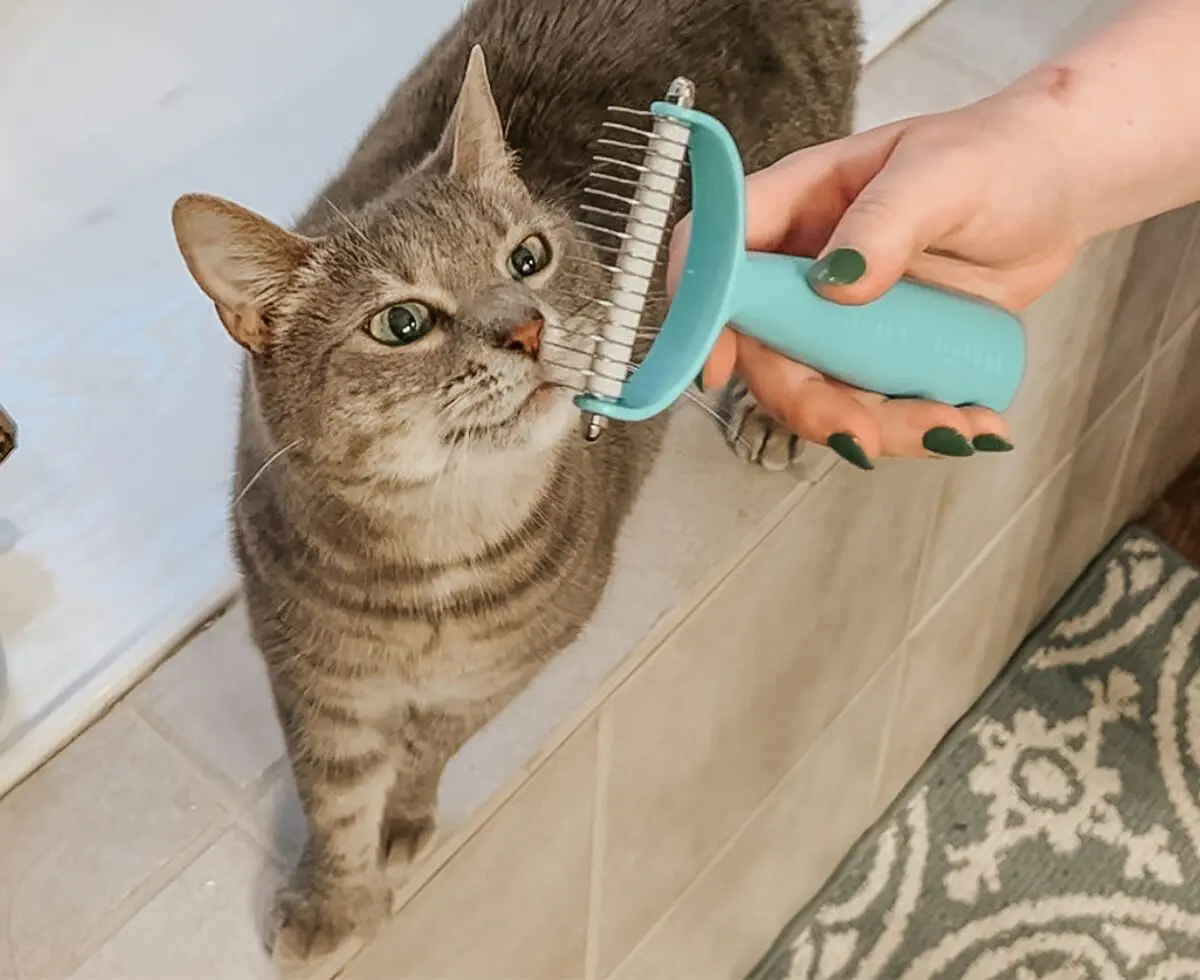 Read on for more insights into why this is a must-have for your furbaby!