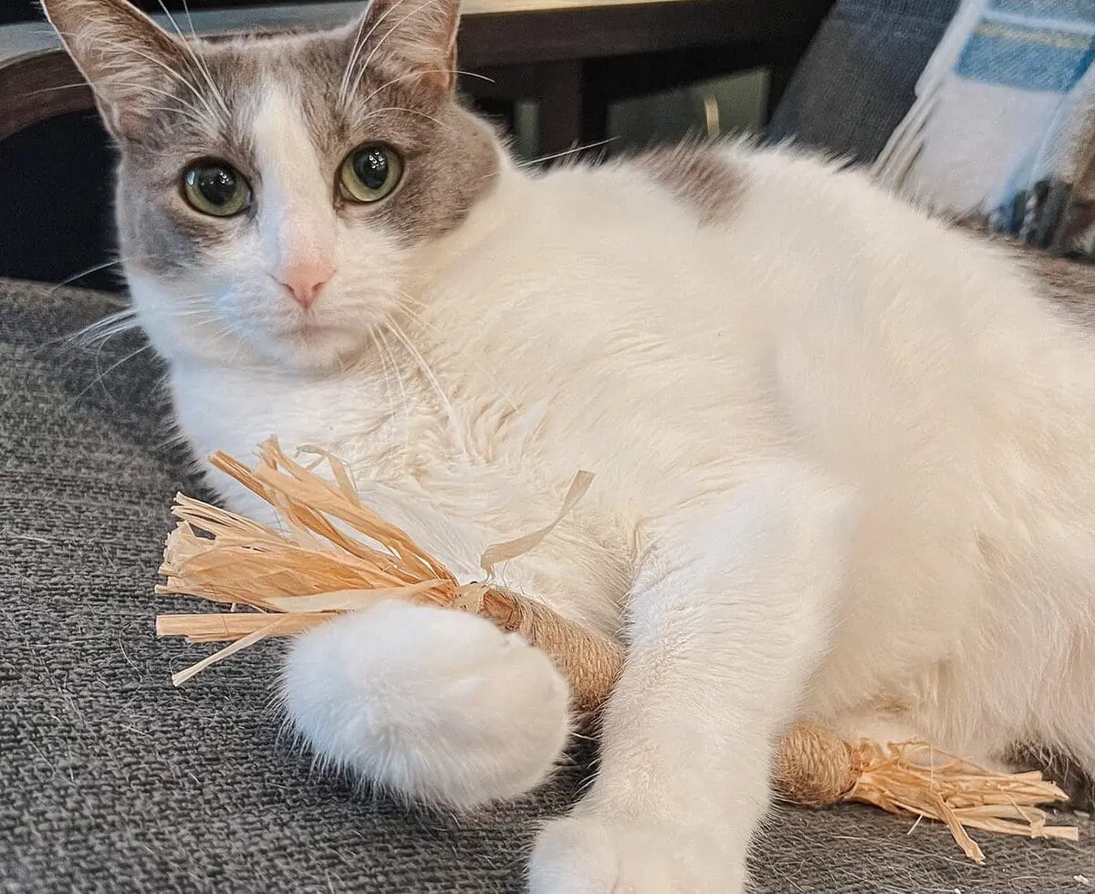 Emory and her Silvervine Stick -min - Cats & Coffee Emory and her Silvervine Stick