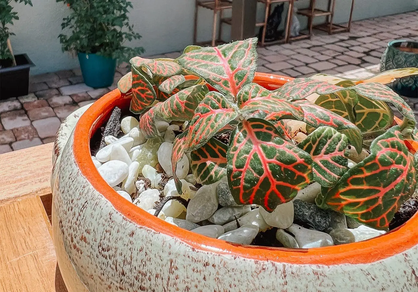 June 2023 Curated Content Series - Cats & Coffee Nerve plant on a patio