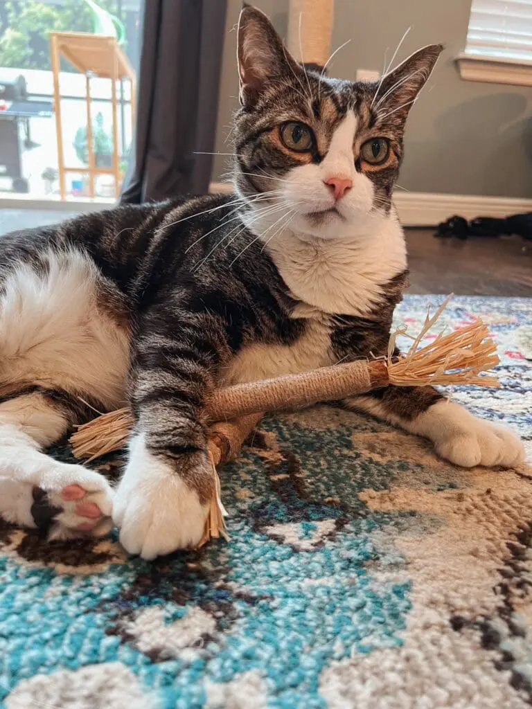 Trying Out Ryercat's Silvervine Cat Dental Sticks 3 - Cats & Coffee