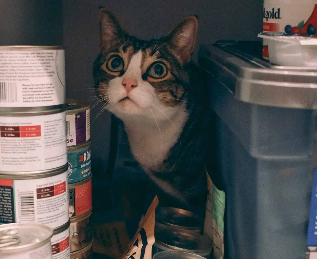 How Much Water Should a Cat Drink? – Promoting Water Consumption in Cats CP2 - Cats & Coffee How Much Water Should a Cat Drink? – Promoting Water Consumption in Cats