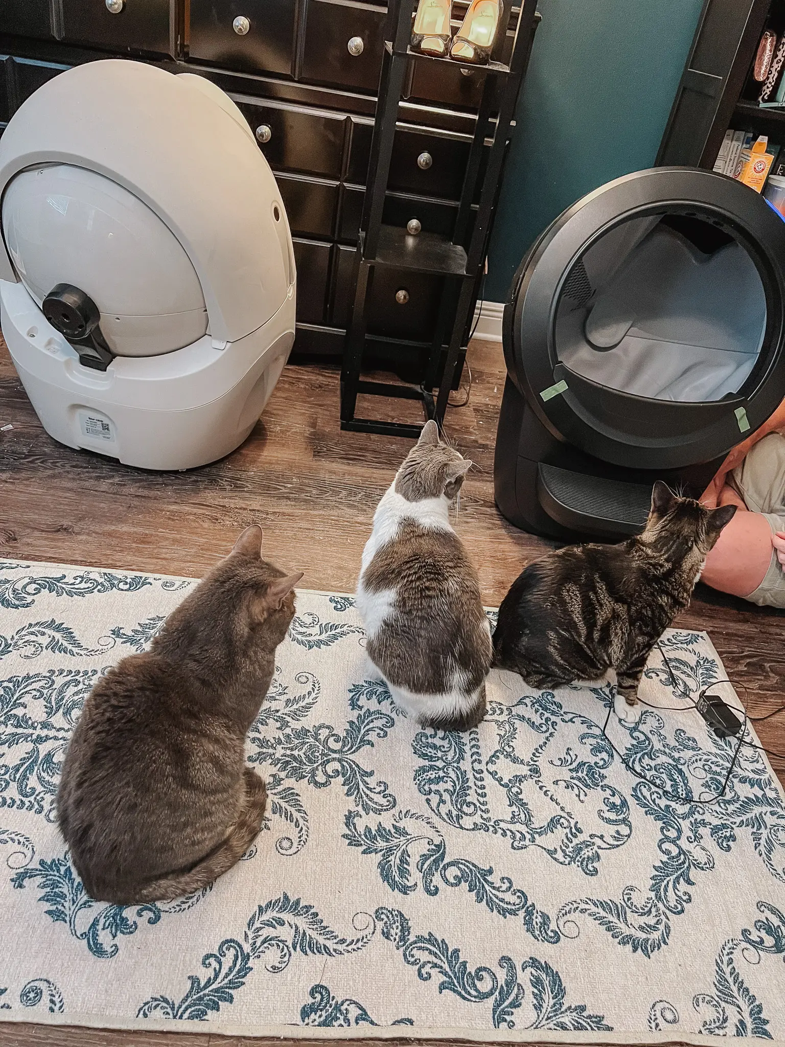 Litter-Robot 4 7 - Cats & Coffee The Litter-Robot 4: The Best Automatic Cat Litter Box