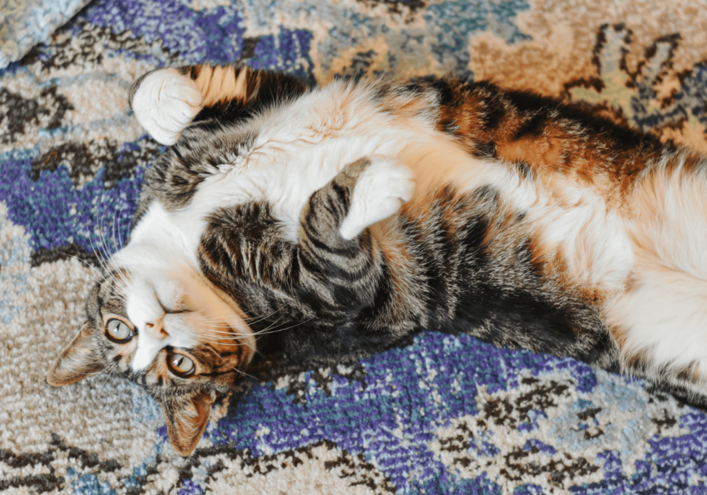 Cat Mom Life - Cat Nail Clippers 2 - Cats & Coffee Cat Mom Life - the Best Cat Nail Clippers