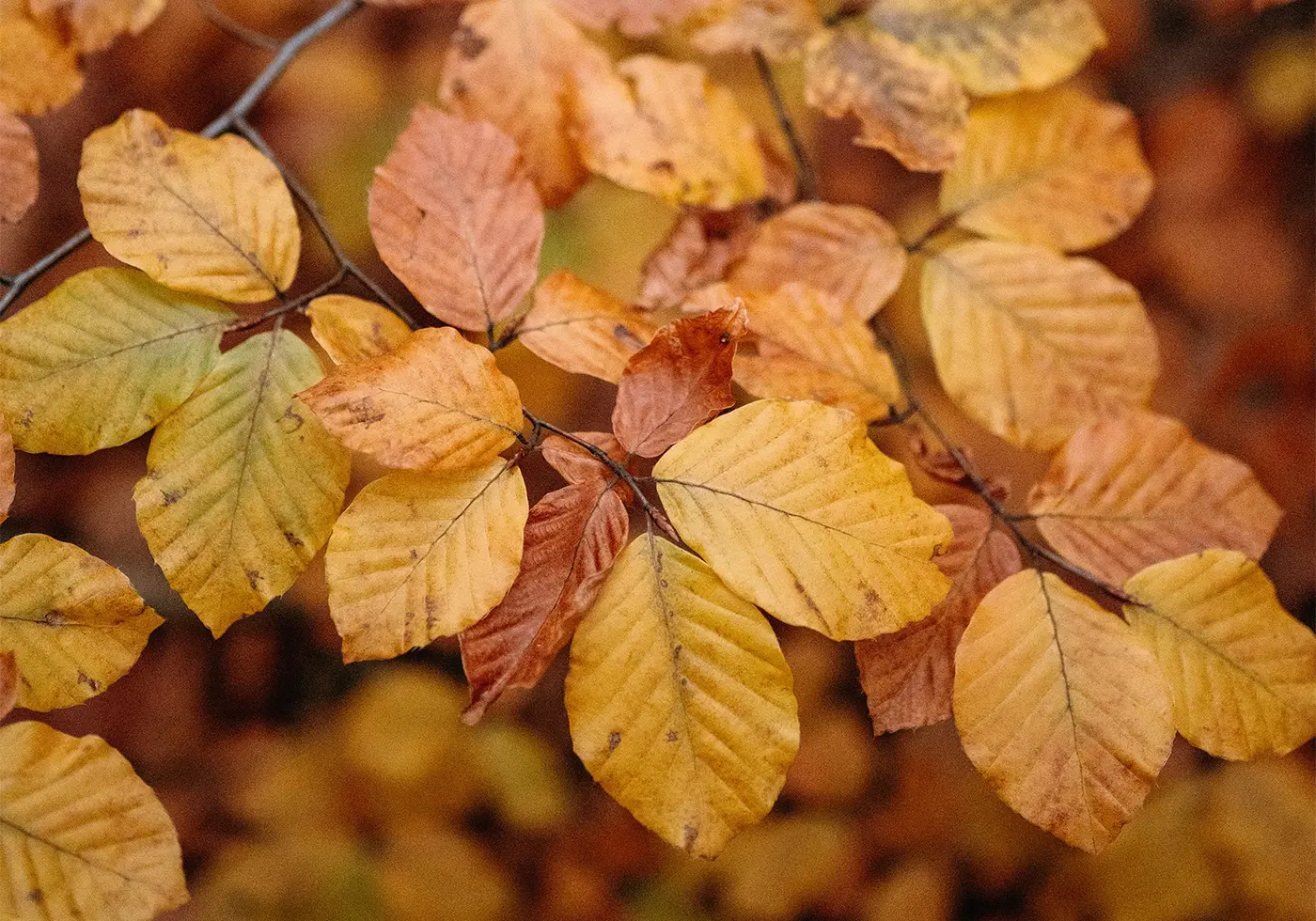 Fall Leaves - Cats & Coffee
