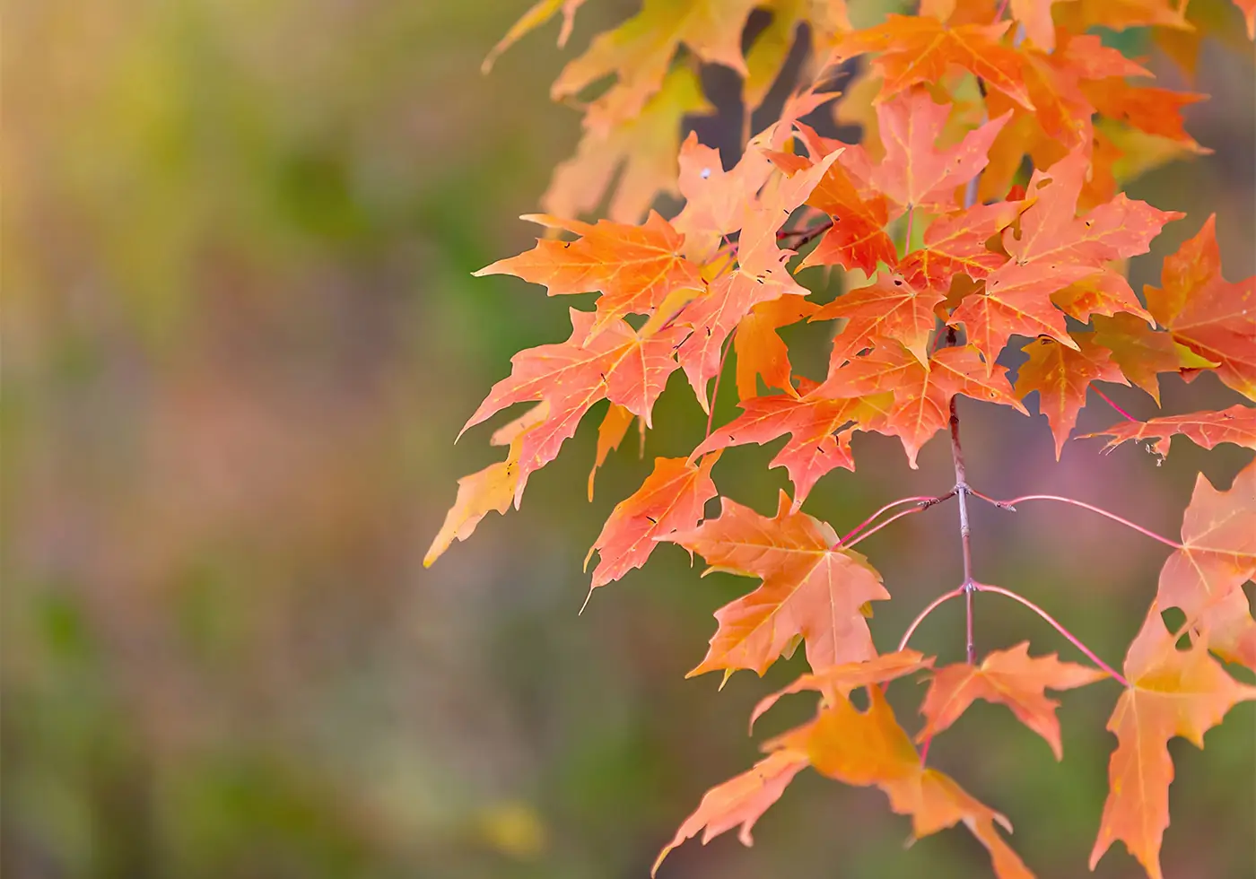 Fall Leaves 2 - Cats & Coffee