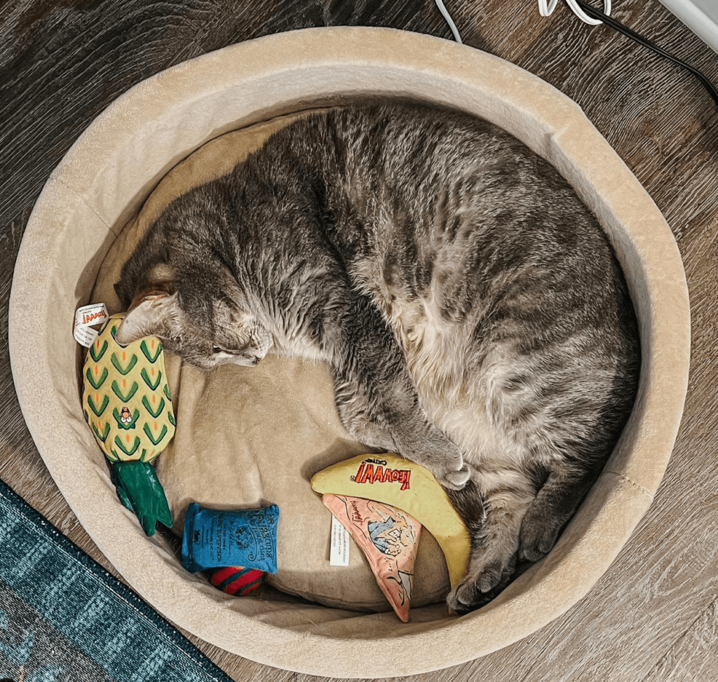 Gifts for Cats 2 - Cats & Coffee