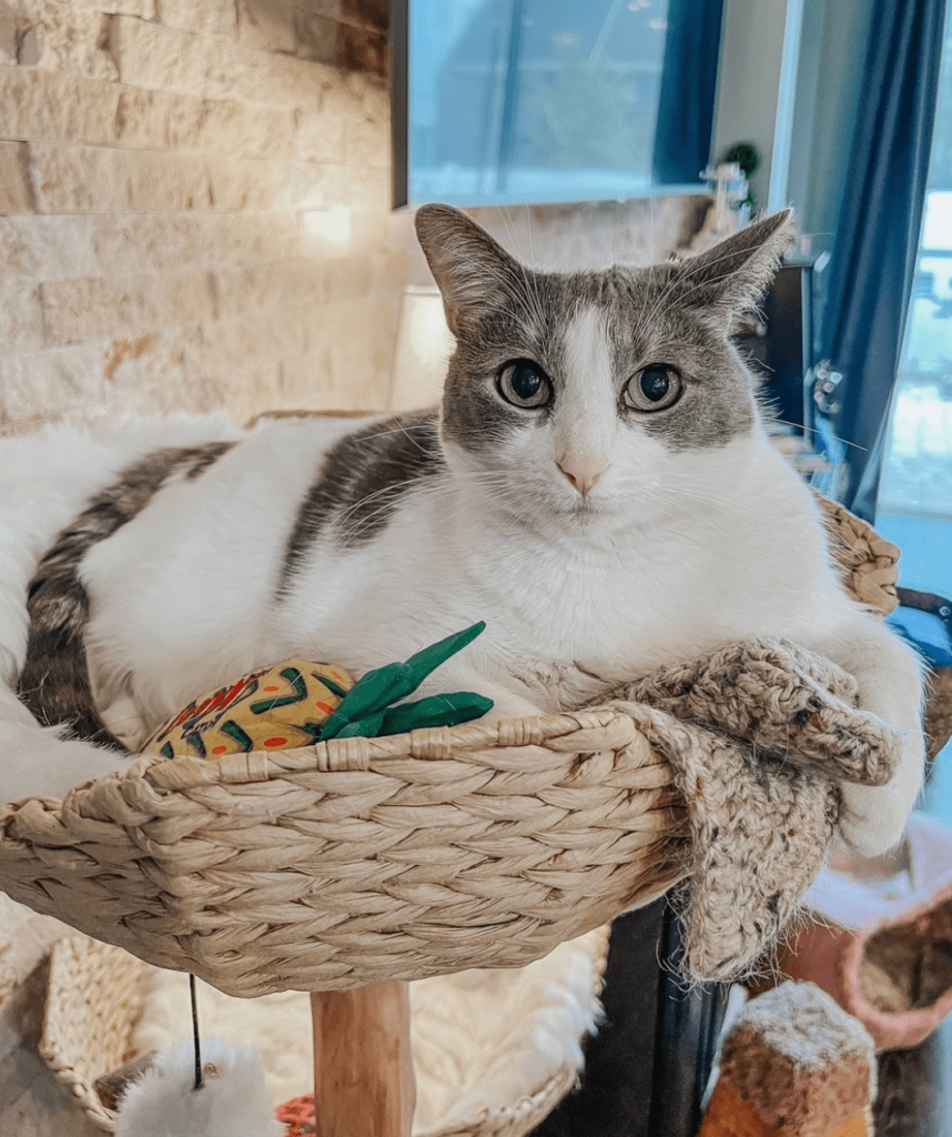 Gifts for Cats 3 - Cats & Coffee