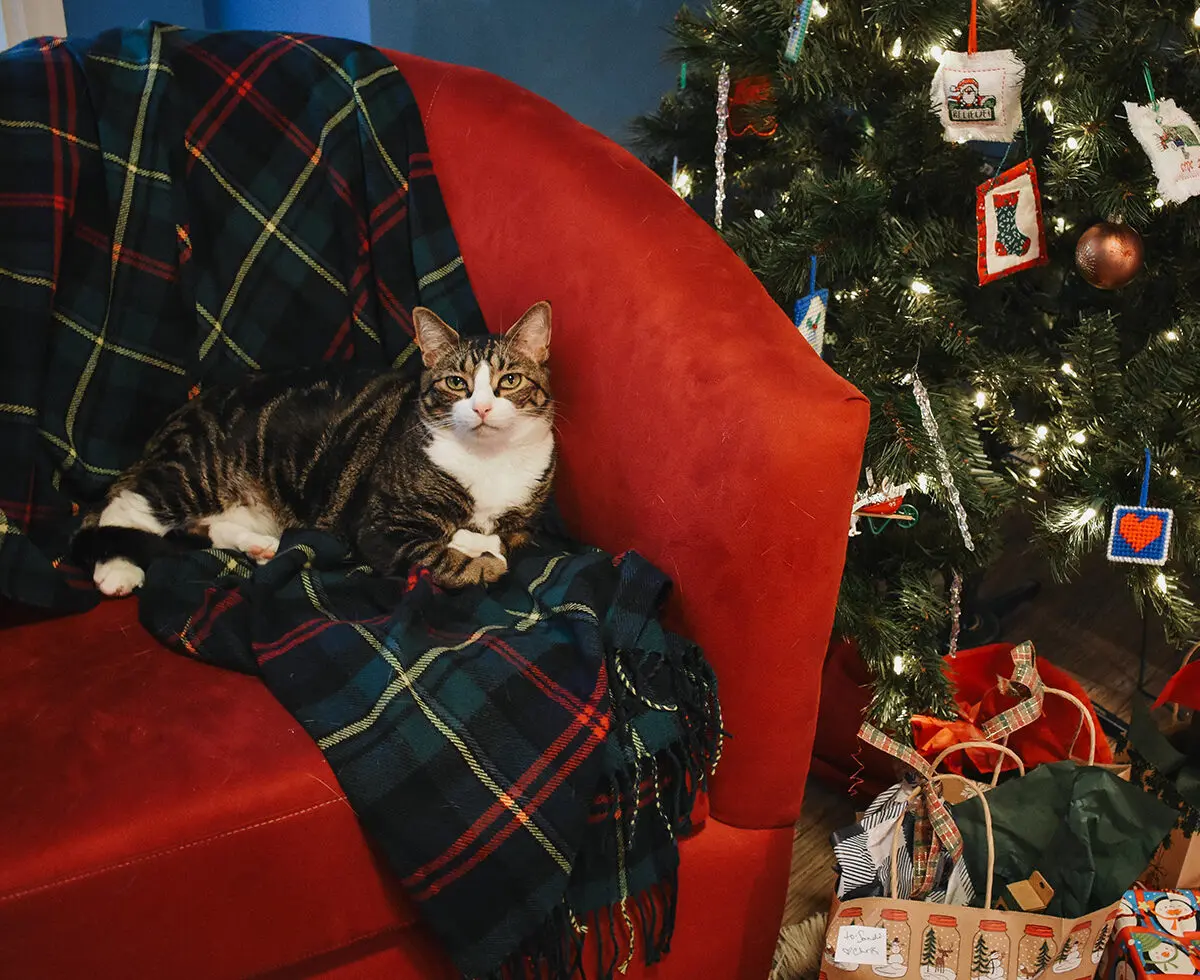 Holiday Gifts for Cats