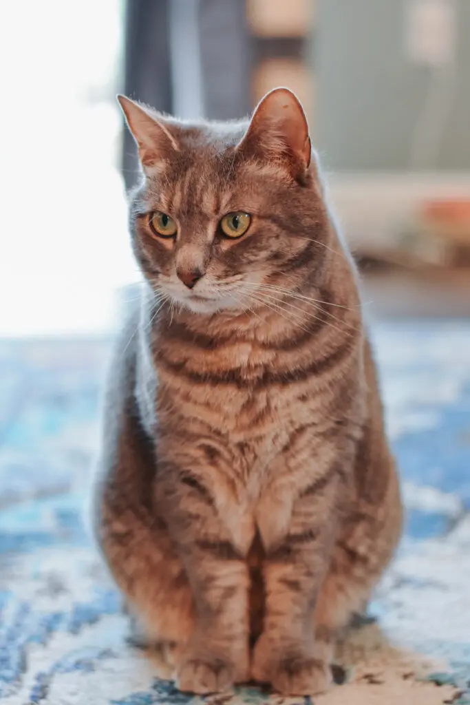 Gray Tabby Cat - Cats & Coffee Gray Tabby Cat - Cat Mom Life - the Best Cat Nail Clippers