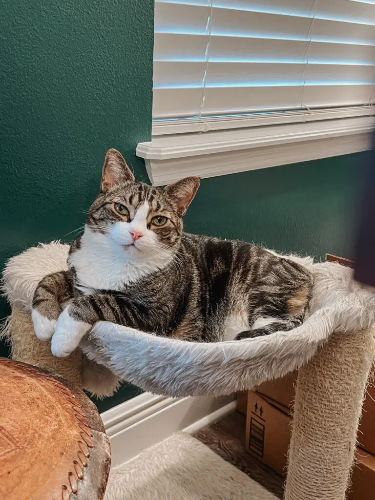 Louis the Polydactyl Tabby Cat - Cats & Coffee Louis the Polydactyl Tabby Cat - Cat Mom Life - the Best Cat Nail Clippers