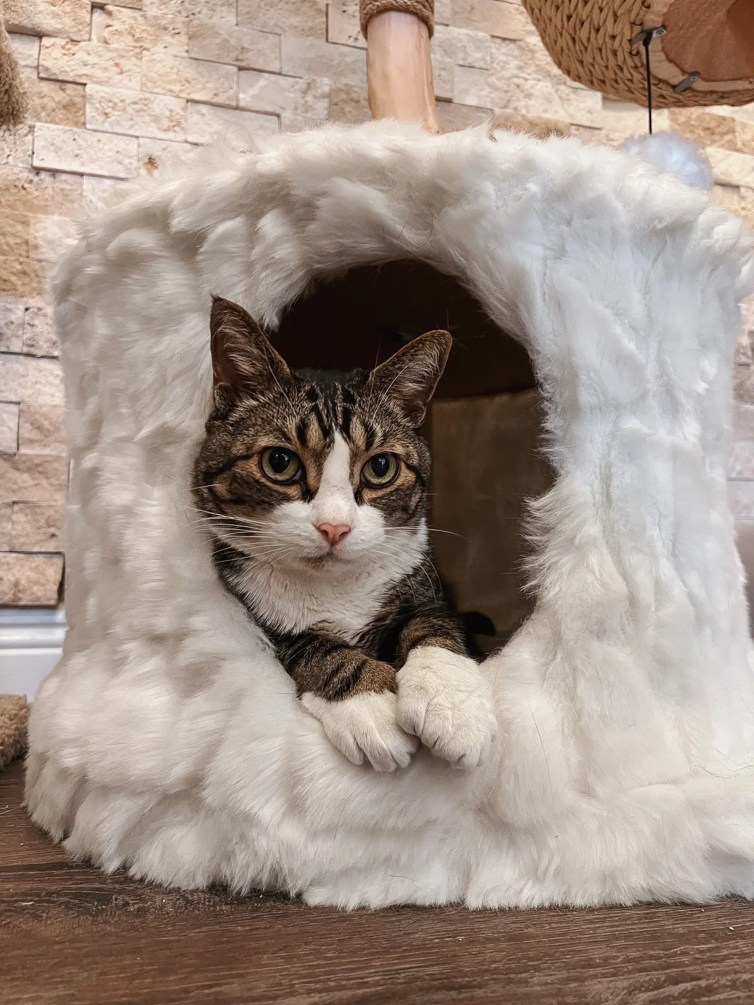 Mau Pets Cat Tree 1 - Cats & Coffee Mau Pets Cat Tree