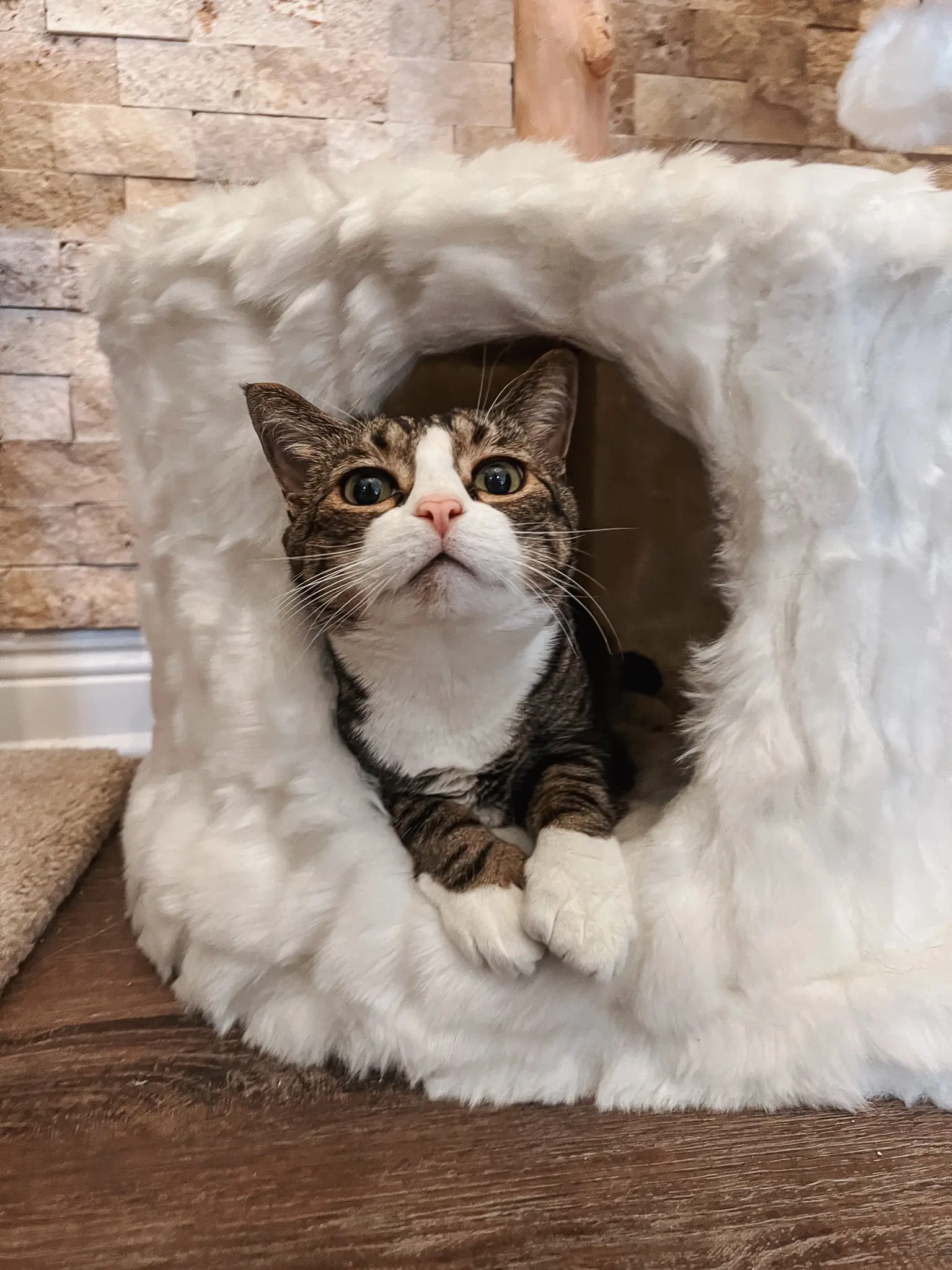 Mau Pets Cat Tree 7 - Cats & Coffee Mau Pets Cat Tree