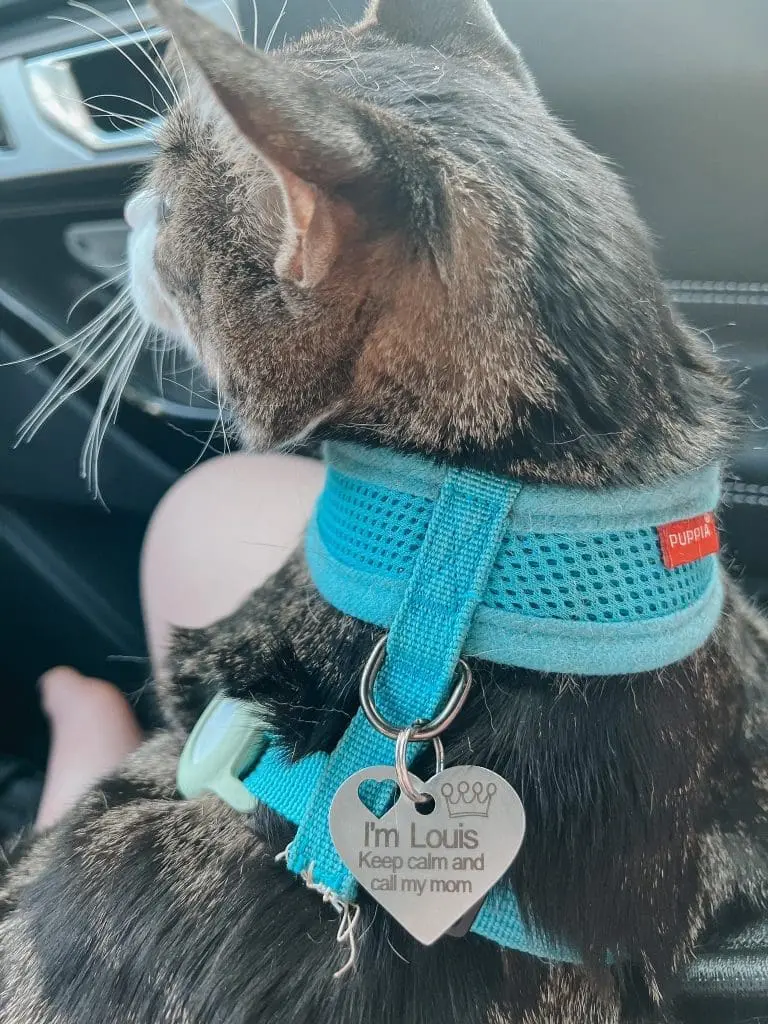 The Best Cat Harness Travel Essentials for Cats 11 - Cats & Coffee Pet ID tag example on harness suitable for cats