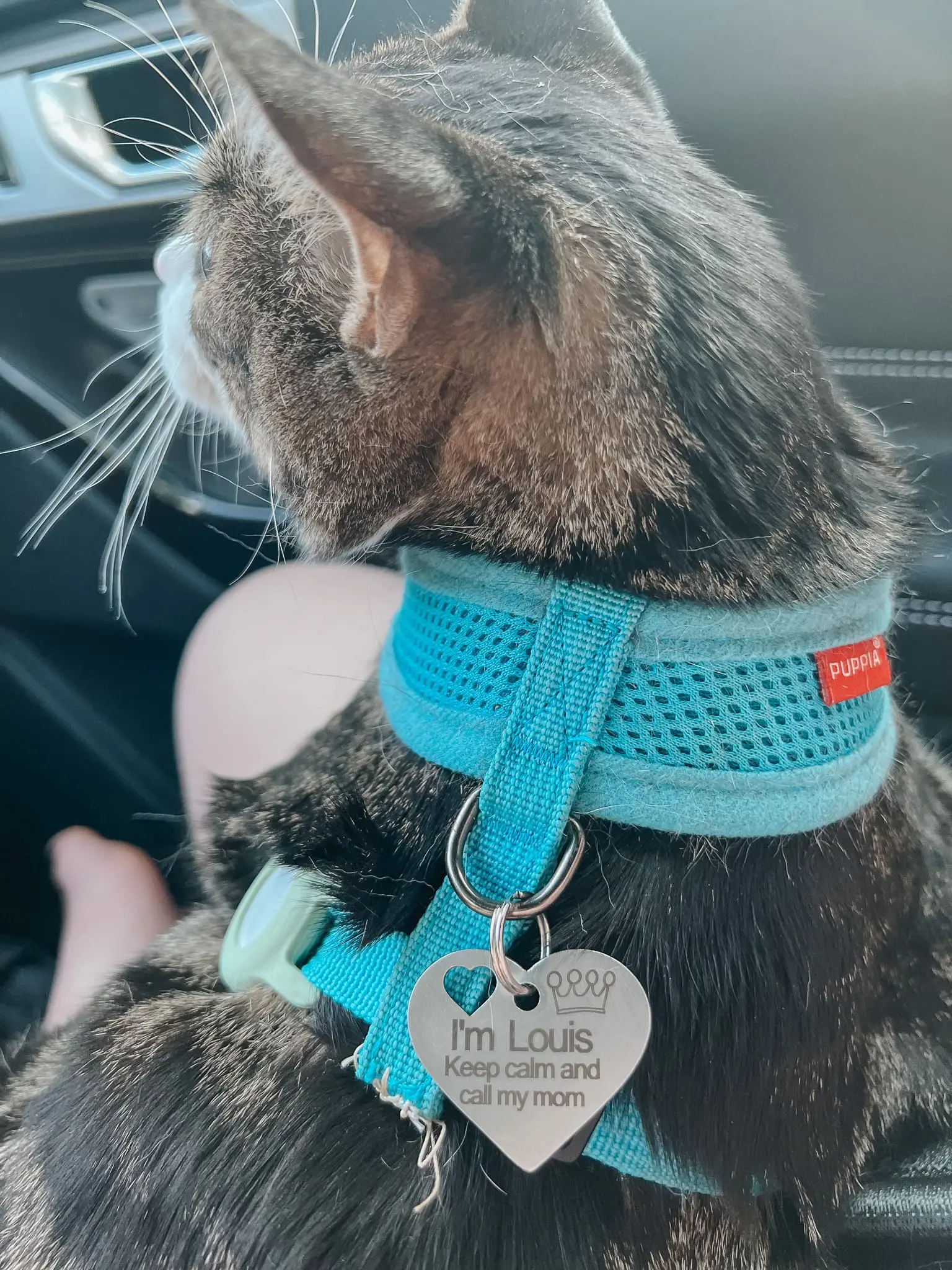 The Best Cat Harness Travel Essentials for Cats 11 - Cats & Coffee Adding an AirTag to the Harness