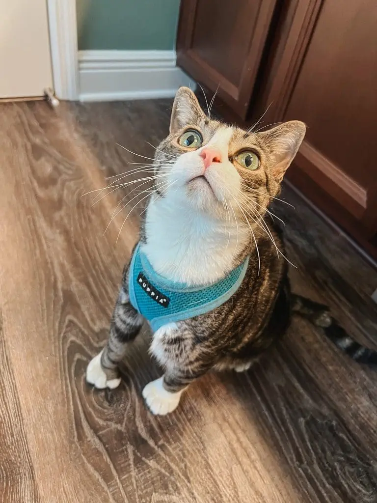 The Best Cat Harness Travel Essentials for Cats 2 - Cats & Coffee