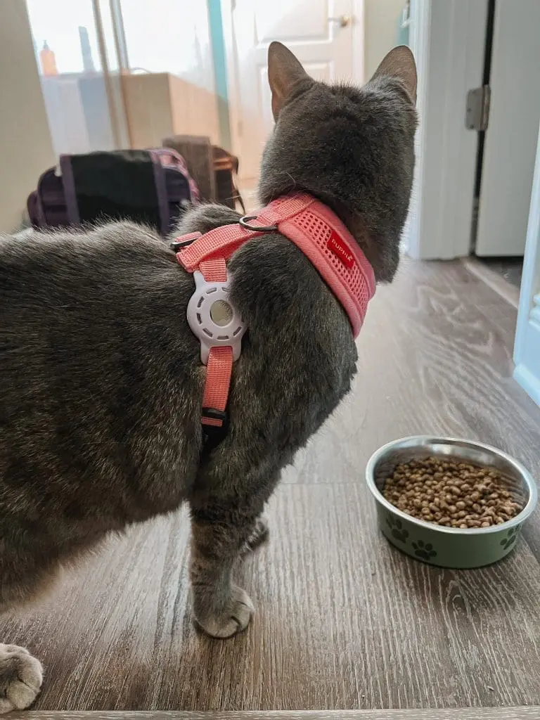 The Best Cat Harness Travel Essentials for Cats 4 - Cats & Coffee Adding an AirTag to the Harness