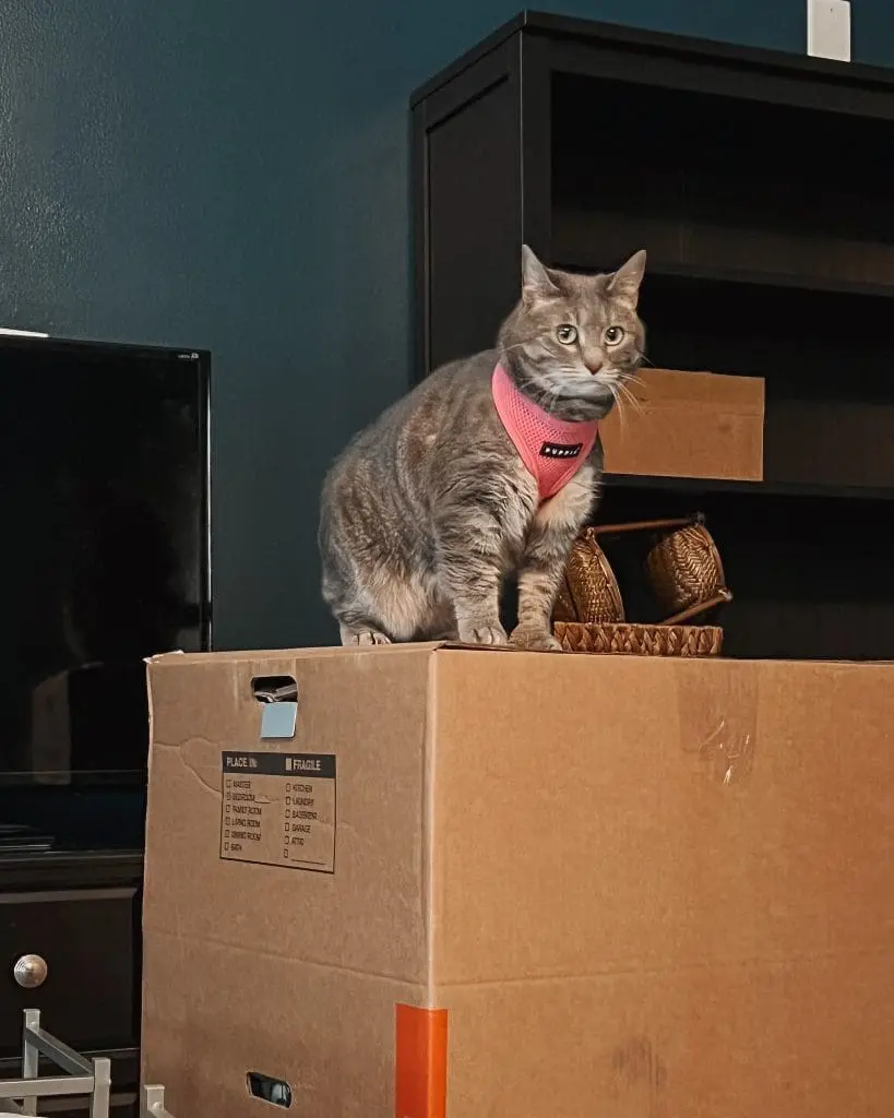 The Best Cat Harness Travel Essentials for Cats 5 - Cats & Coffee