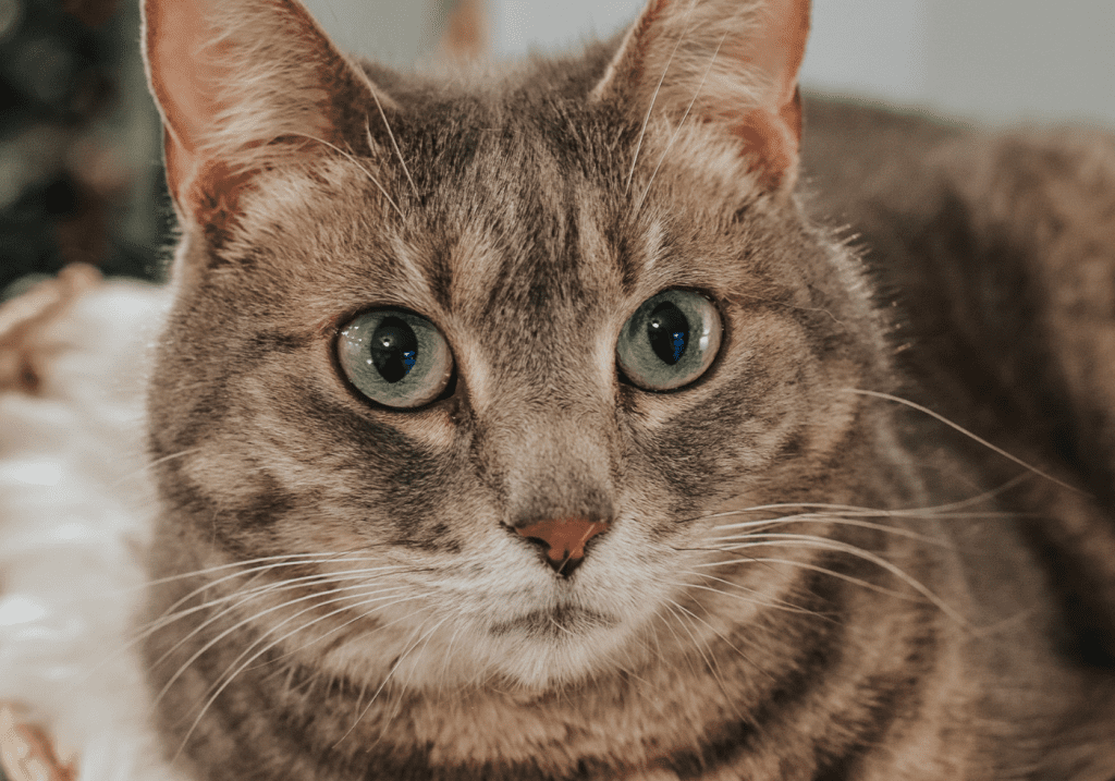 Valentines Day for Cats 5 Fun Items to Spoil Your Cat With This Valentines Day - Cats & Coffee Valentine's Day for Cats: 5 Fun Items to Spoil Your Cat With This Valentine's Day