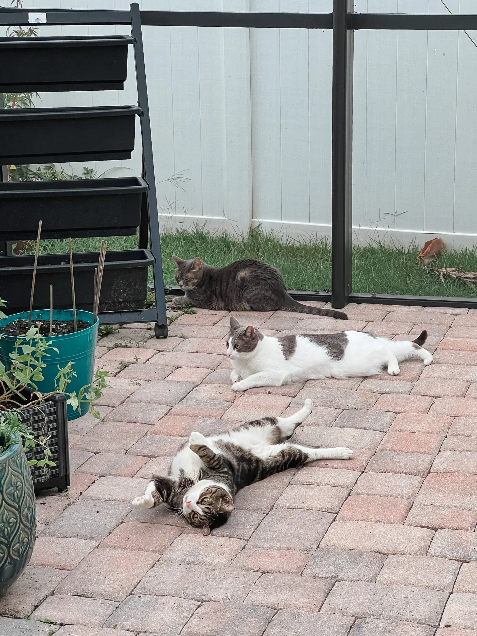 Cats on the Catio - Cats & Coffee Cats on the catio