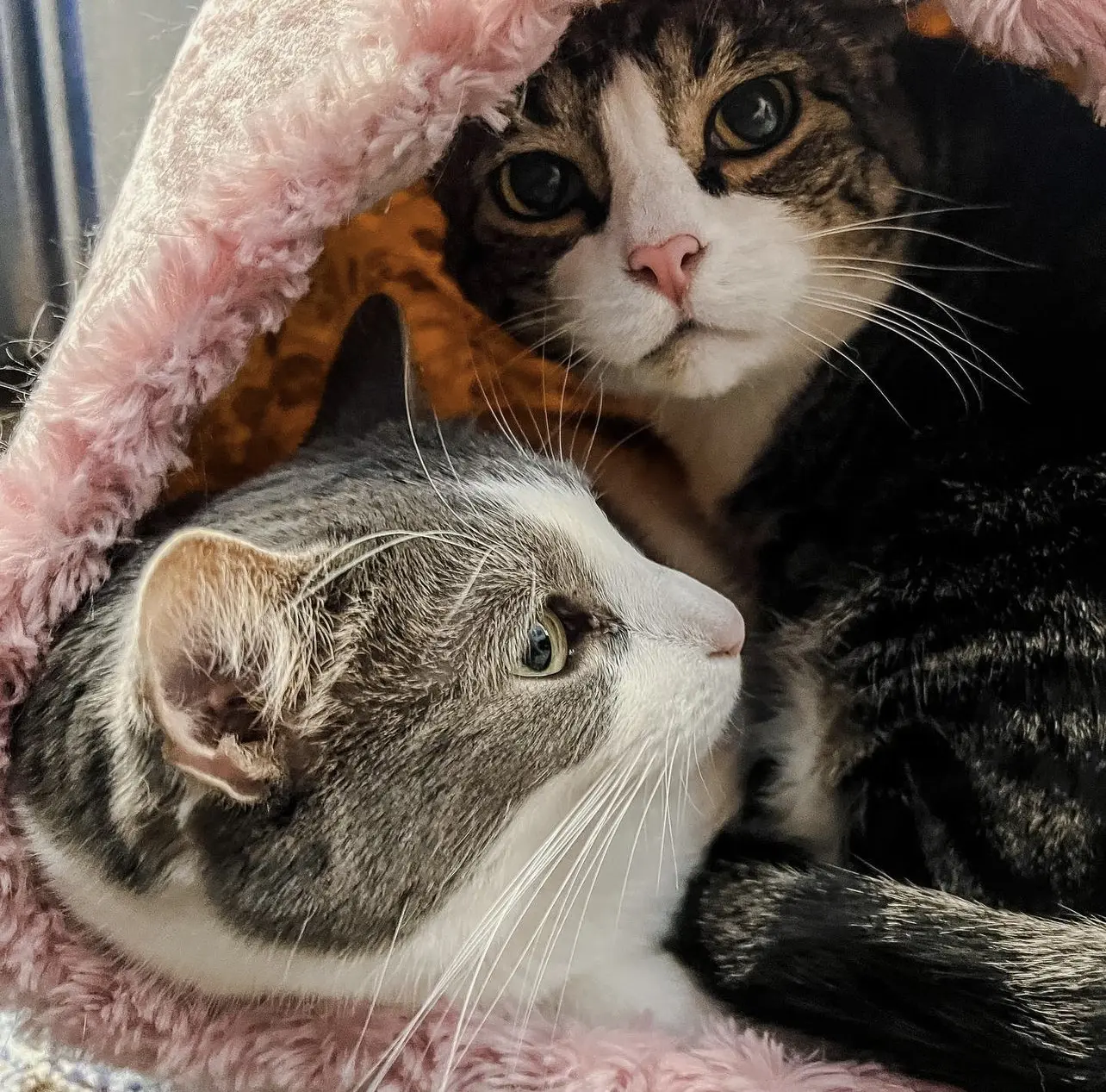 Louis and Emory - Cats & Coffee