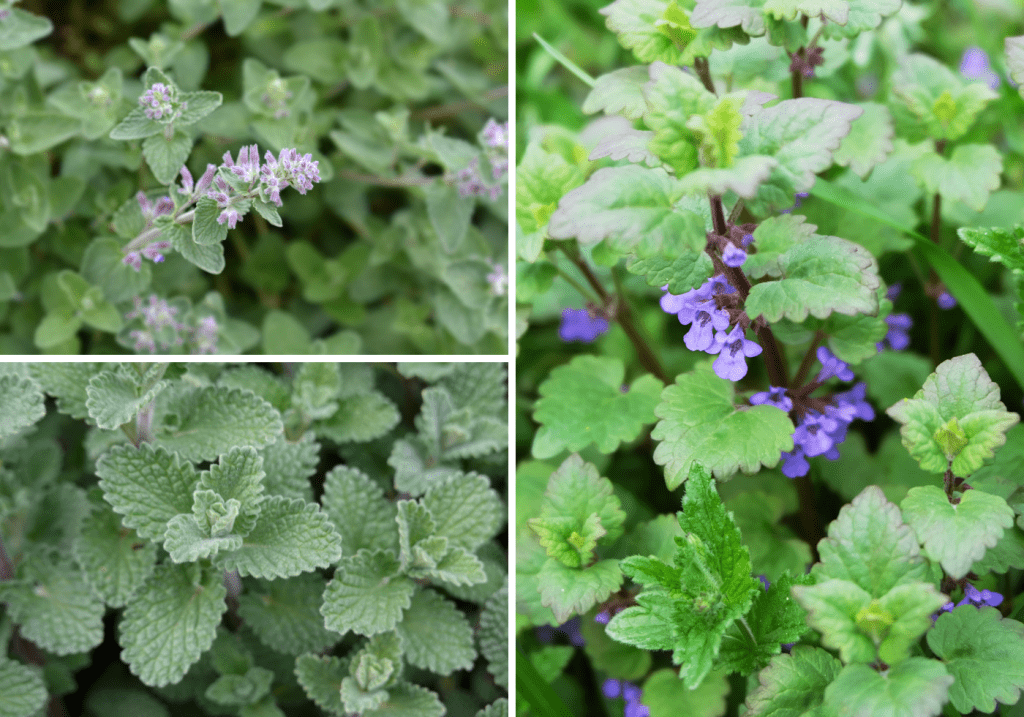 Examples of Catnip Plants - Cats & Coffee Examples of Catnip Plants