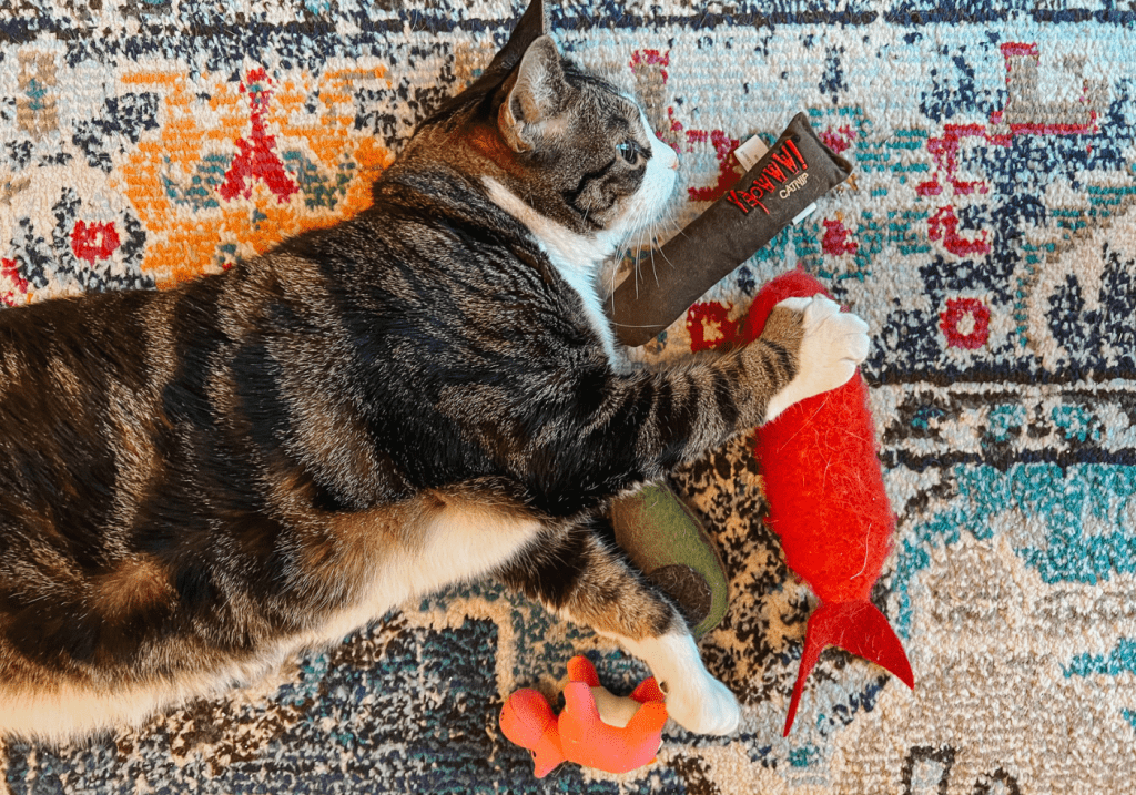 Why Do Cats Like Catnip FAQ About Cats and Catnip1 - Cats & Coffee Why Do Cats Like Catnip?: FAQ About Cats and Catnip