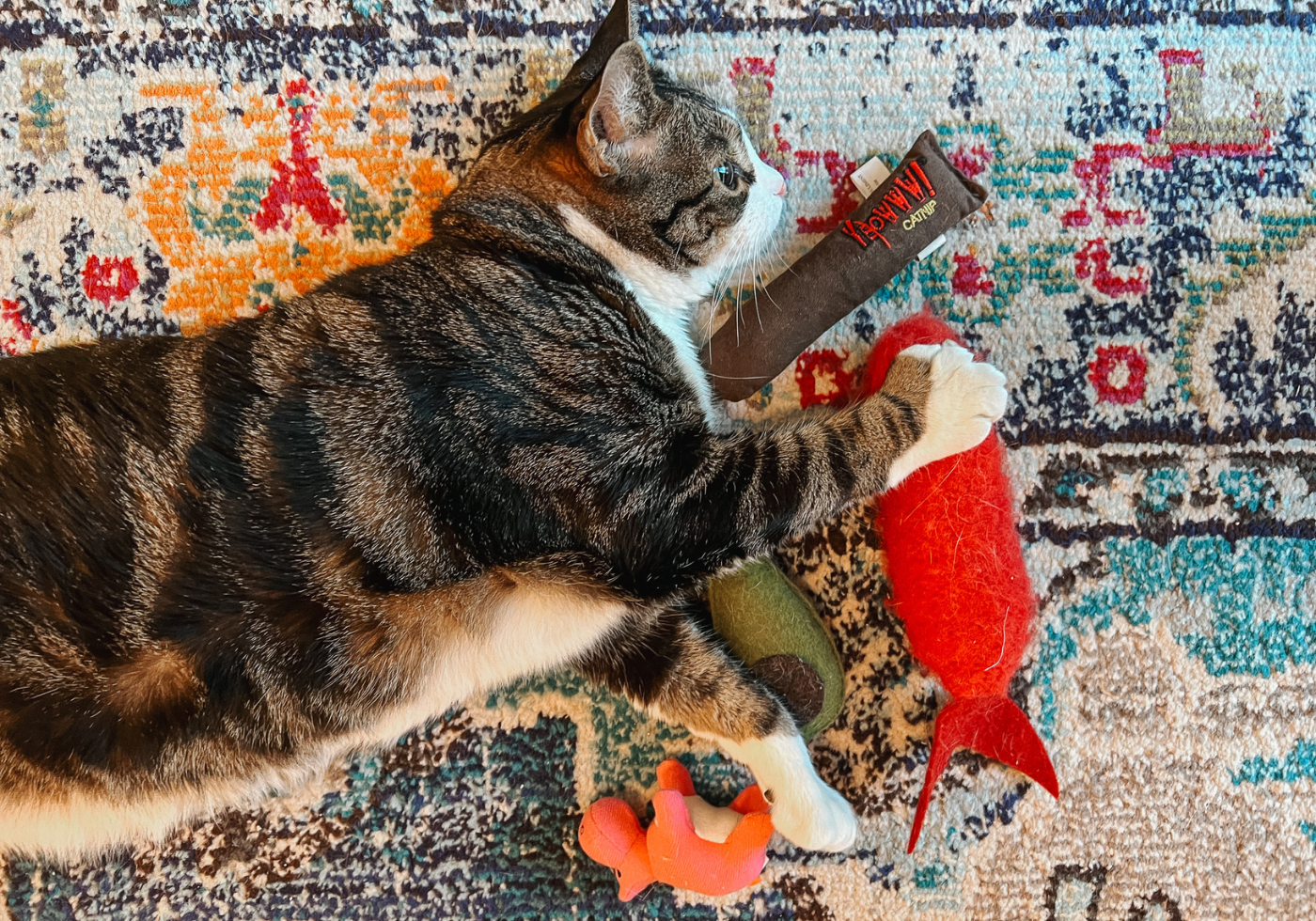 Why Do Cats Like Catnip FAQ About Cats and Catnip1 - Cats & Coffee Why Do Cats Like Catnip?: FAQ About Cats and Catnip