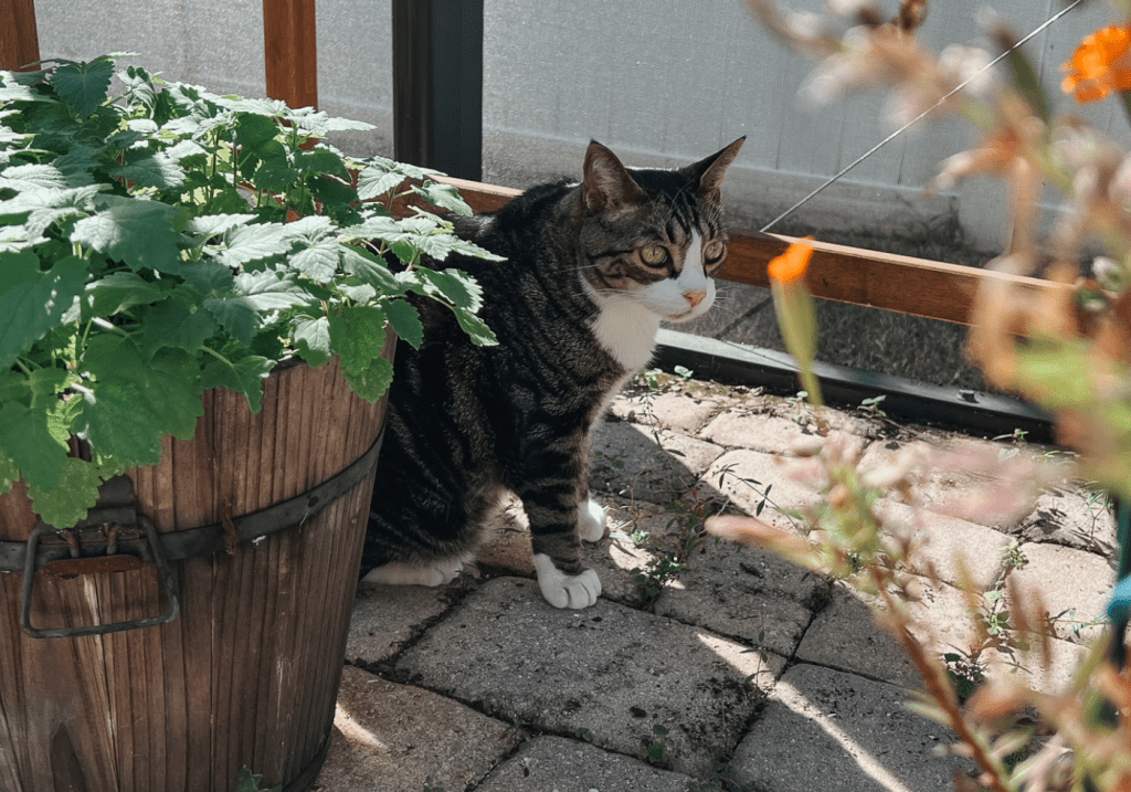 Why Do Cats Like Catnip FAQ About Cats and Catnip2 - Cats & Coffee