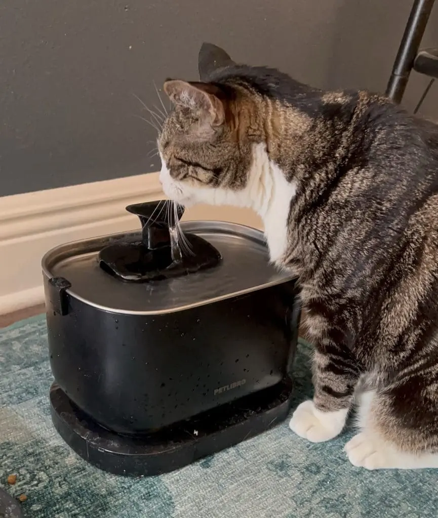 Petlibro Cat Water Fountain - Cats & Coffee Petlibro Cat Water Fountain