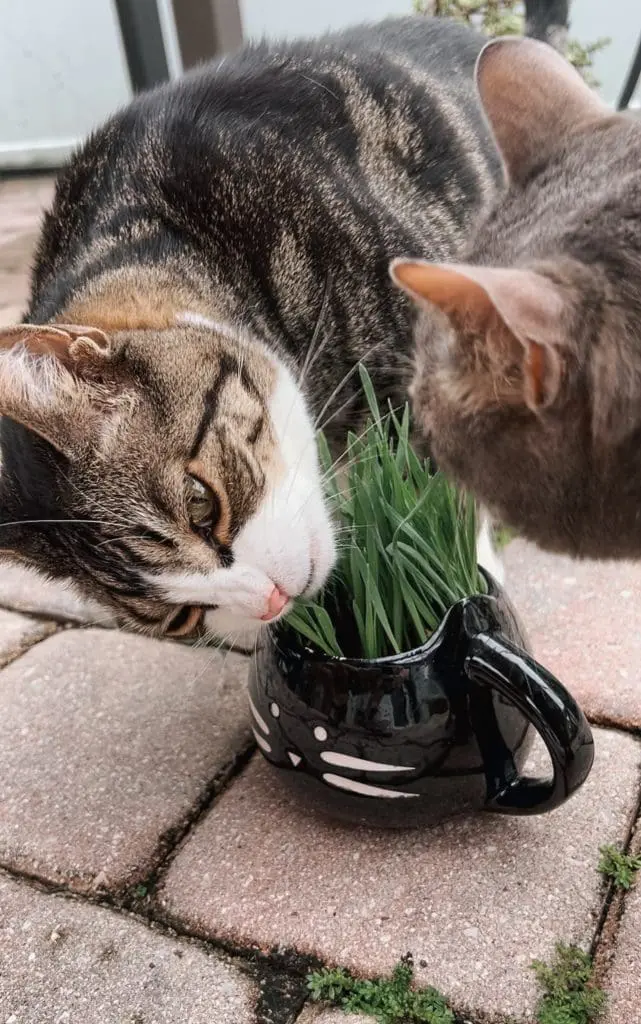 Fun Plants for Cats Grow Your Own Cat Garden 4 - Cats & Coffee Fun Plants for Cats: Grow Your Own Cat Garden