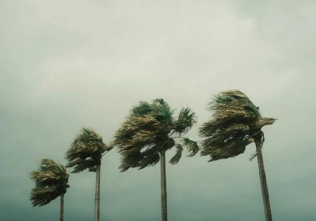 How to Prepare for a Hurricane with Cats - Cats & Coffee How to Prepare for a Hurricane with Cats