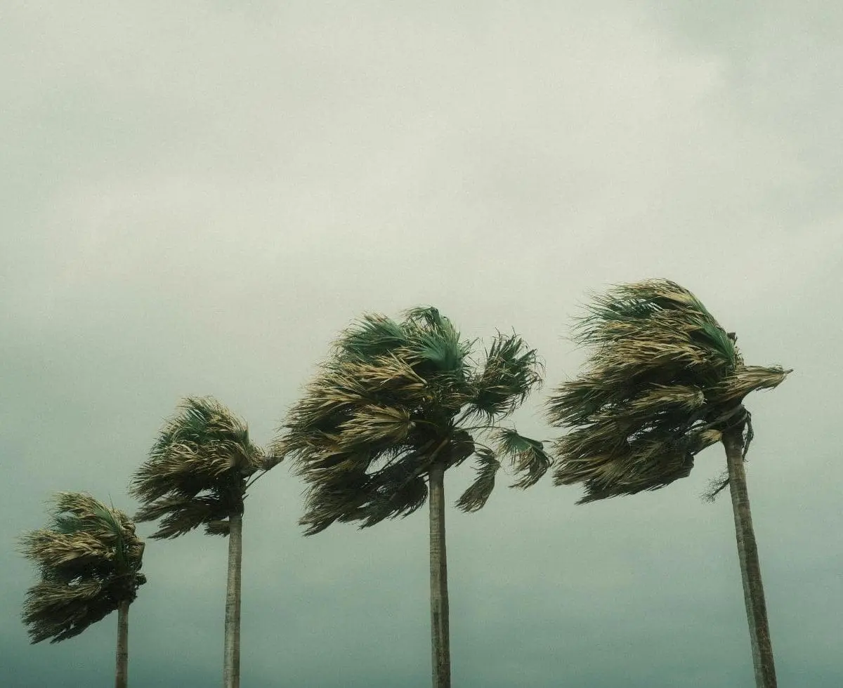 How to Prepare for a Hurricane with Cats - Cats & Coffee How to Prepare for a Hurricane with Cats