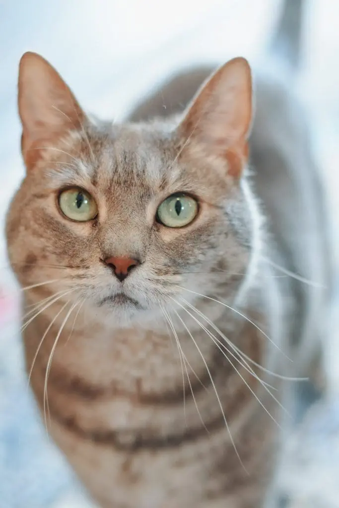 Hurricane Prep for Pets - Cats & Coffee Hurricane Prep for Pets