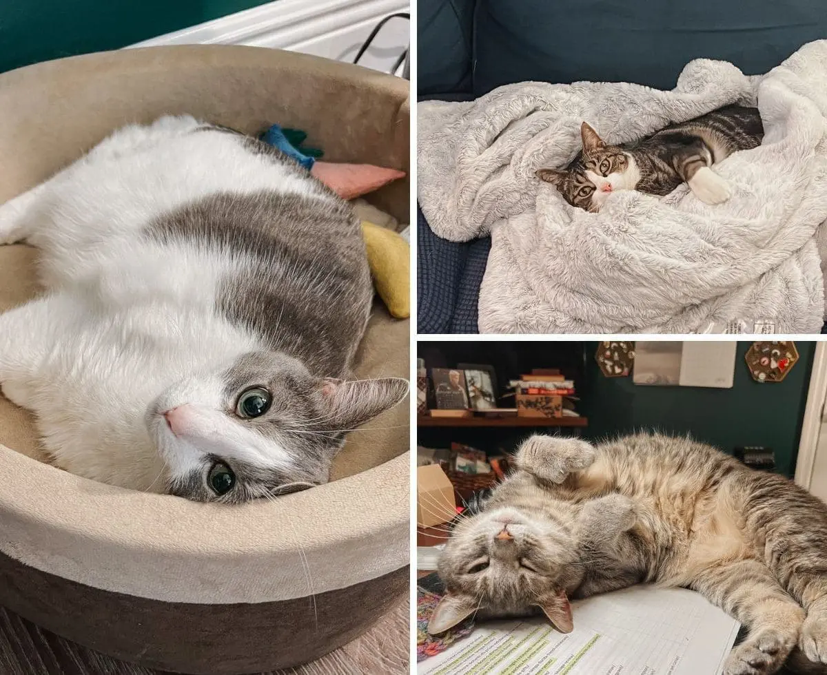 Why Do Cats Purr?: Cat Purring FAQ