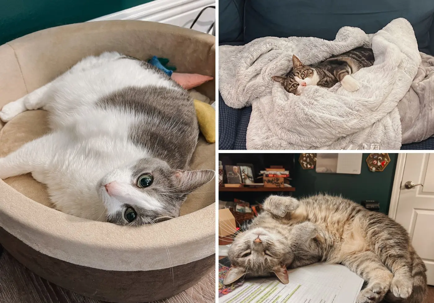 Cat Purring FAQ - Cats & Coffee Why Do Cats Purr?: Cat Purring FAQ