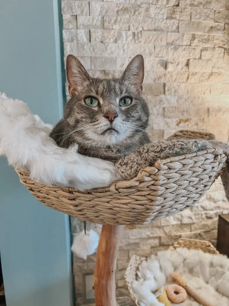 Why Do Cats Purr Cat Purring FAQ 6 - Cats & Coffee