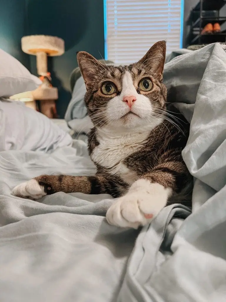 Why Do Cats Purr Cat Purring FAQ 7 - Cats & Coffee