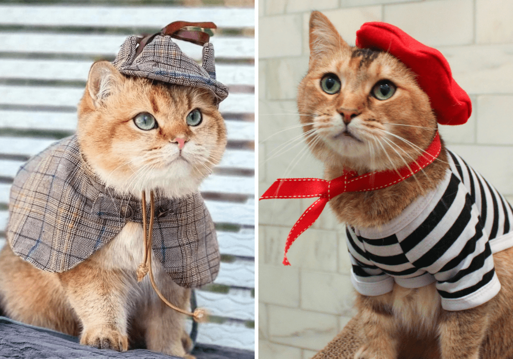 Halloween Costumes for Pets 1 - Cats & Coffee Halloween Costumes for Pets