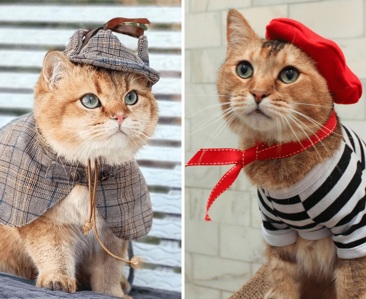 Halloween Costumes for Pets