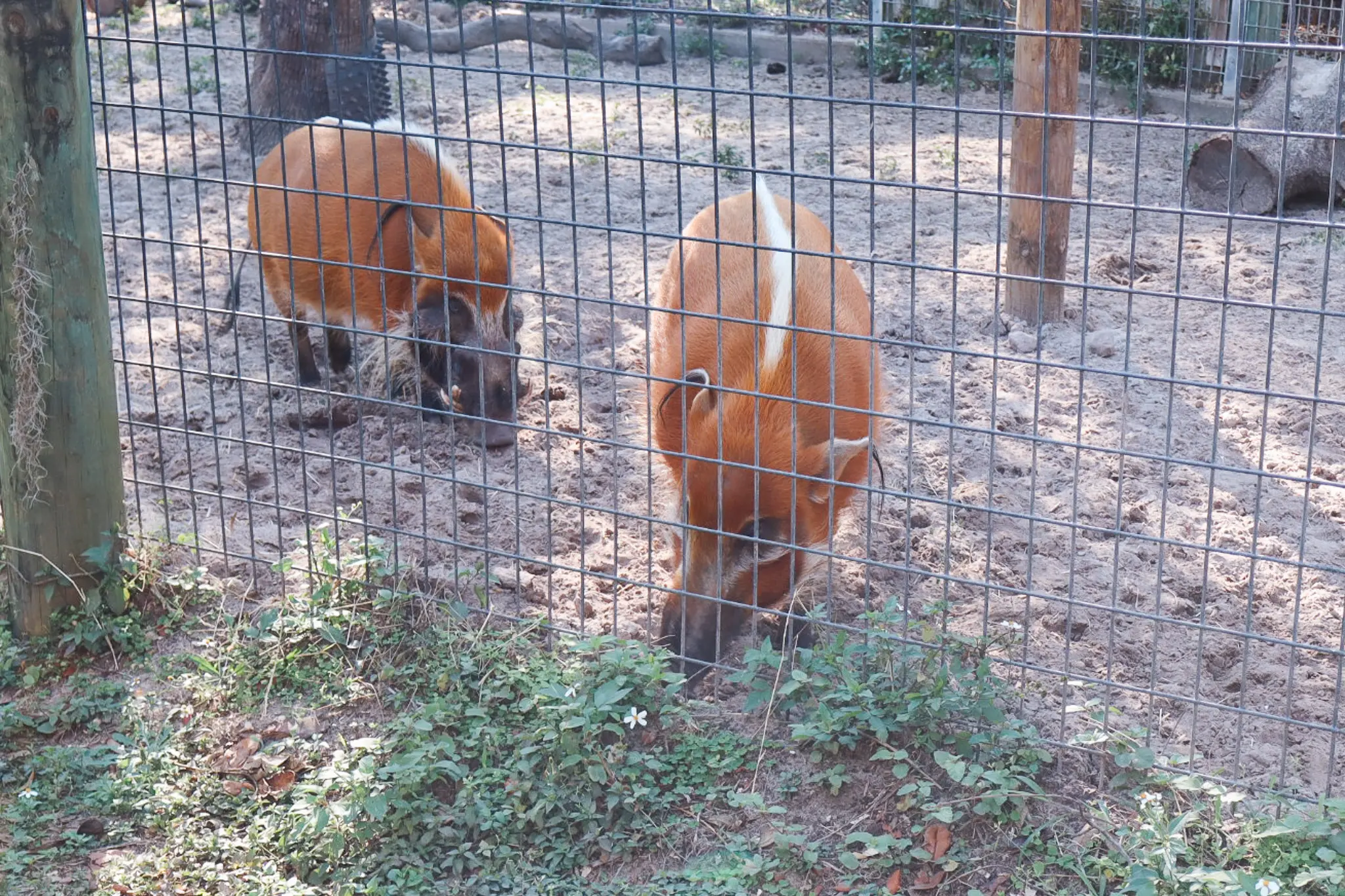 Red River Hog - Cats & Coffee Red River Hog at ZooTampa at Lowry Park in Tampa Bay