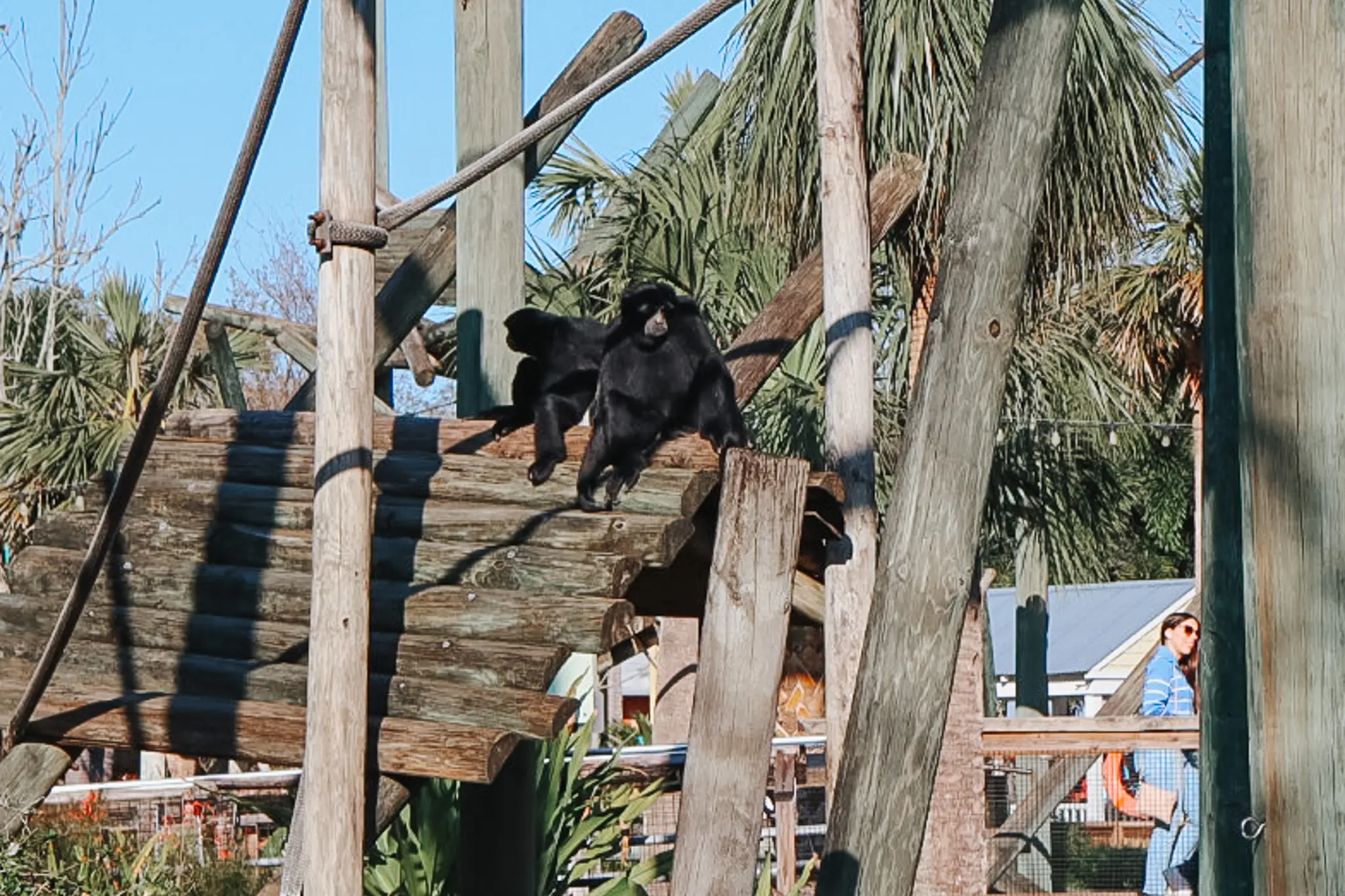 Siamang - Cats & Coffee Siamang Primates at ZooTampa at Lowry Park in Tampa Bay