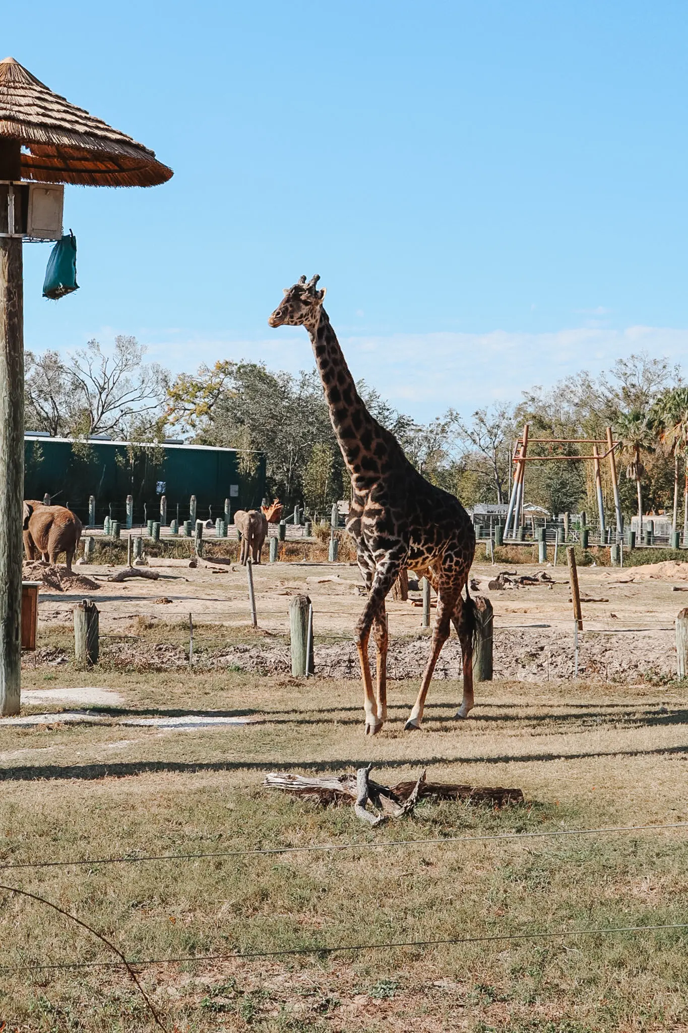 Zoo Tampa at Lowry Park Visiting the Tampa Zoo 12 - Cats & Coffee Masai Giraffe at ZooTampa at Lowry Park in Tampa Bay