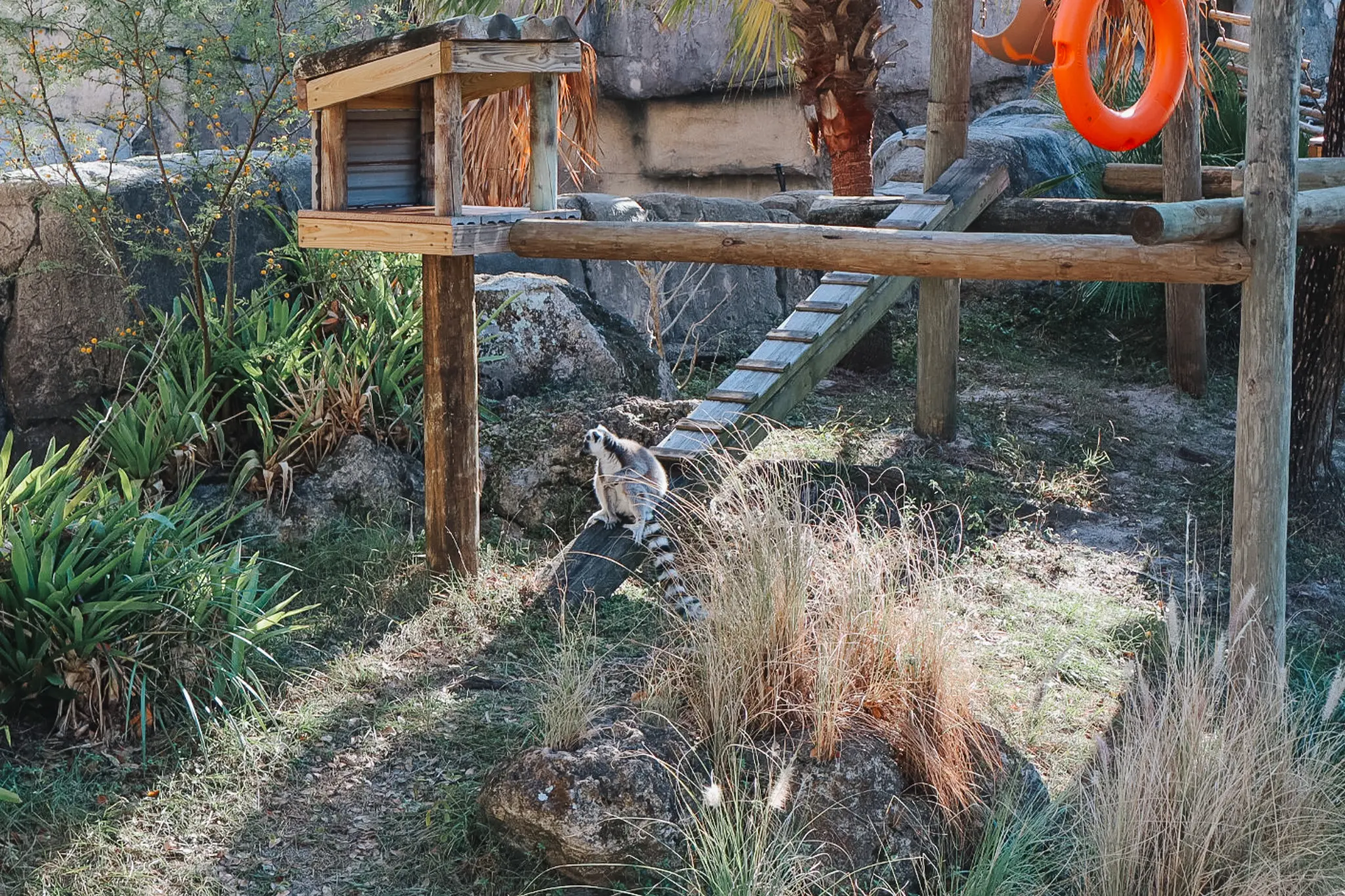 Zoo Tampa at Lowry Park Visiting the Tampa Zoo 16 - Cats & Coffee Ring Tail Lemurs at ZooTampa at Lowry Park in Tampa Bay