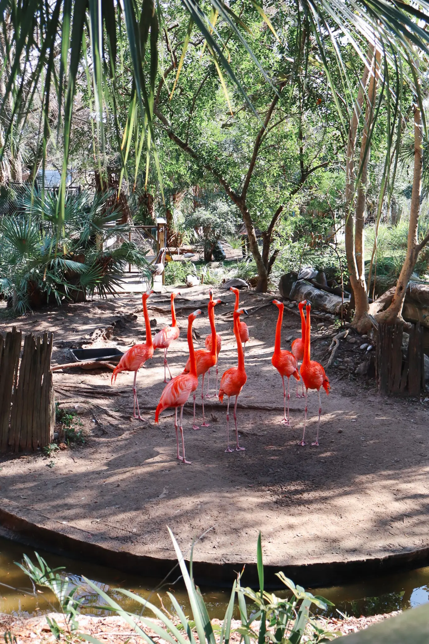 Zoo Tampa at Lowry Park Visiting the Tampa Zoo 5 - Cats & Coffee Caribbean Flamingos at Zoo Tampa at Lowry Park: Visiting the Tampa Zoo