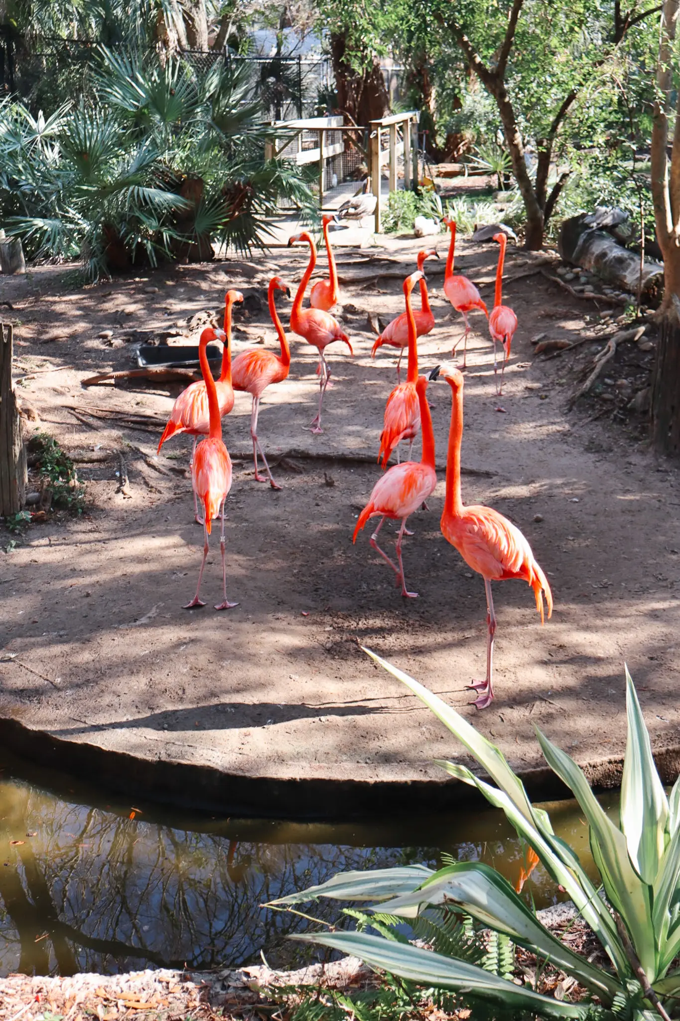 Zoo Tampa at Lowry Park Visiting the Tampa Zoo 7 - Cats & Coffee Caribbean Flamingos at ZooTampa at Lowry Park in Tampa Bay