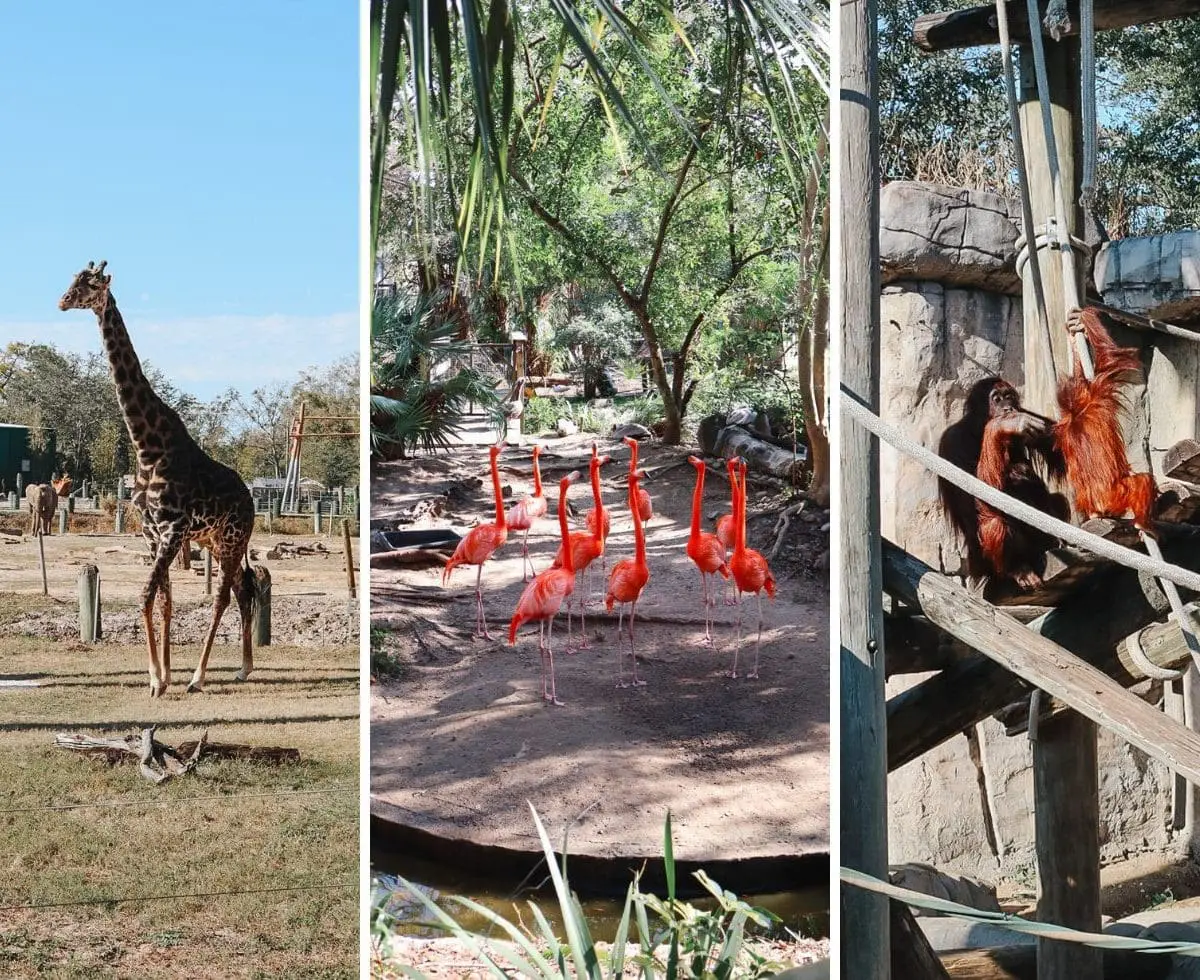 ZooTampa at Lowry Park - Cats & Coffee Visiting ZooTampa at Lowry Park - Tampa Travel Guide