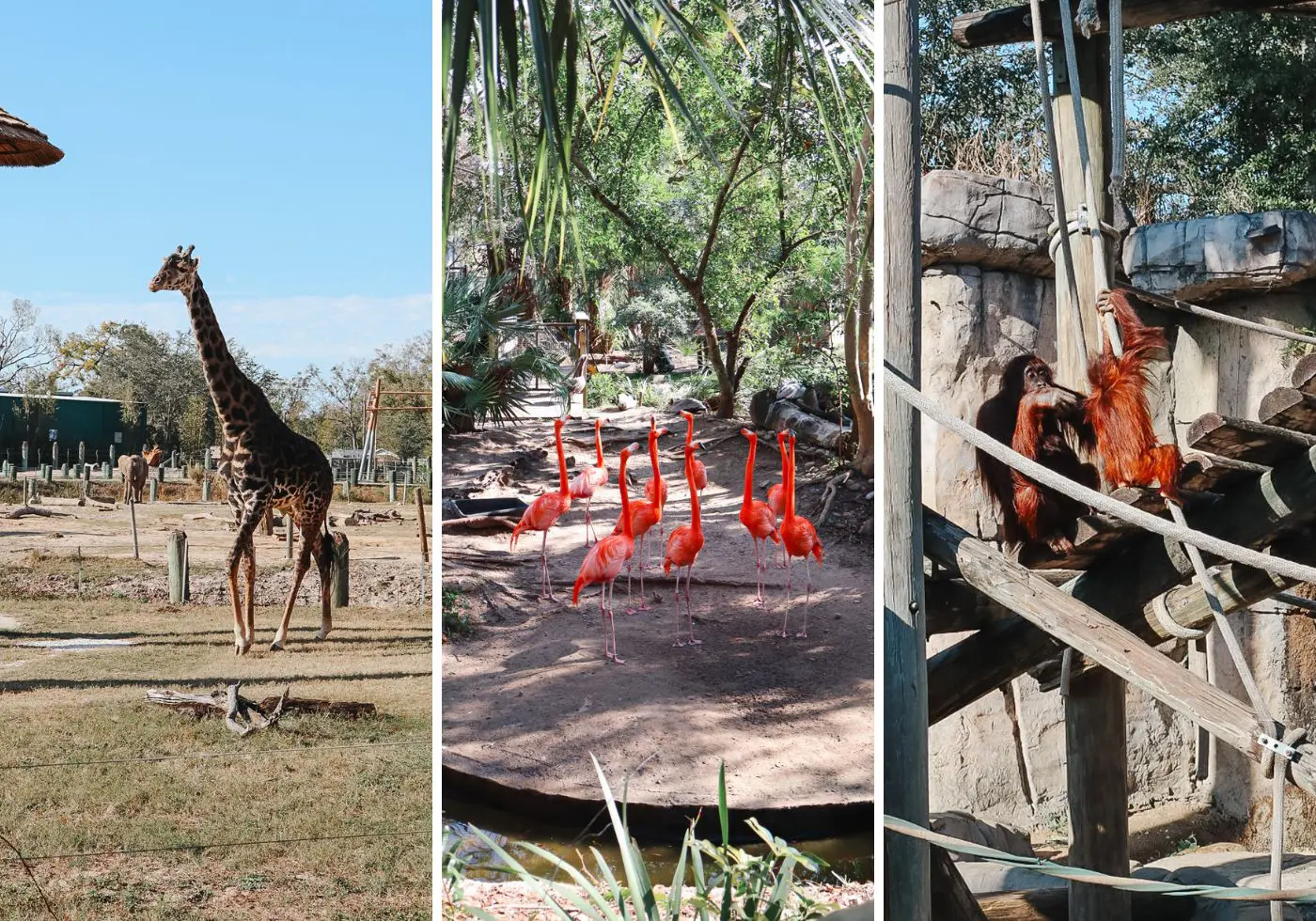 ZooTampa at Lowry Park - Cats & Coffee Visiting ZooTampa at Lowry Park - Tampa Travel Guide