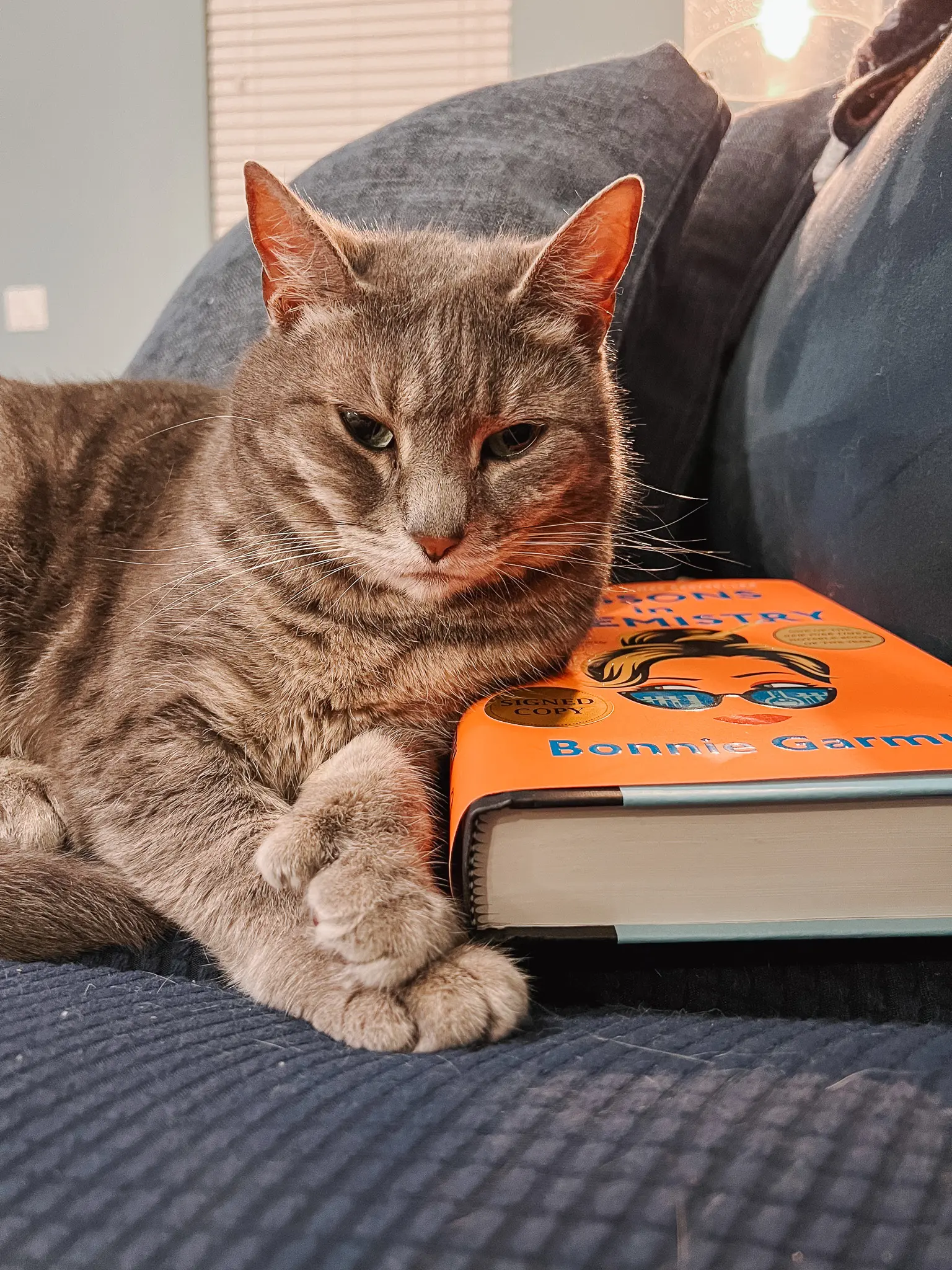 Polydactyl Cats FAQ - 11 - Cats & Coffee Polydactyl Cat paw example